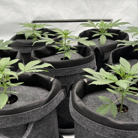 LSD Auto - GanjaFFarMers
