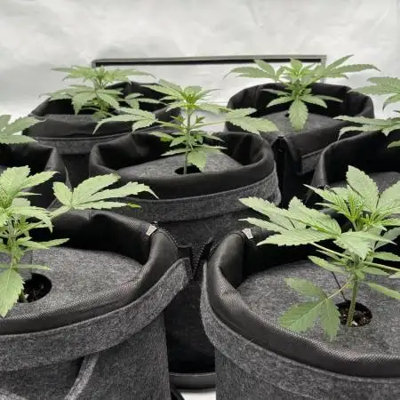 LSD Auto - GanjaFFarMers