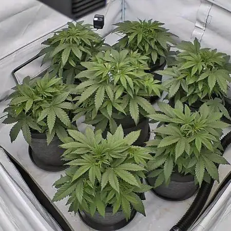 LSD Auto - GanjaFFarMers