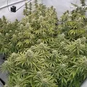 LSD Auto - GanjaFFarMers