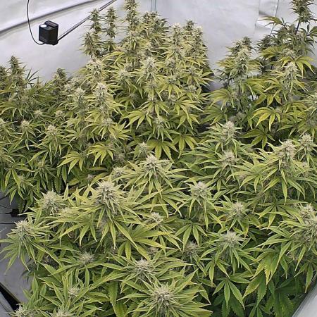 LSD Auto - GanjaFFarMers