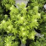 LSD Auto - GanjaFFarMers