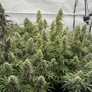 LSD Auto - GanjaFFarMers