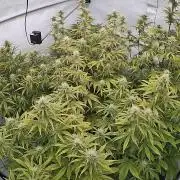 LSD Auto - GanjaFFarMers