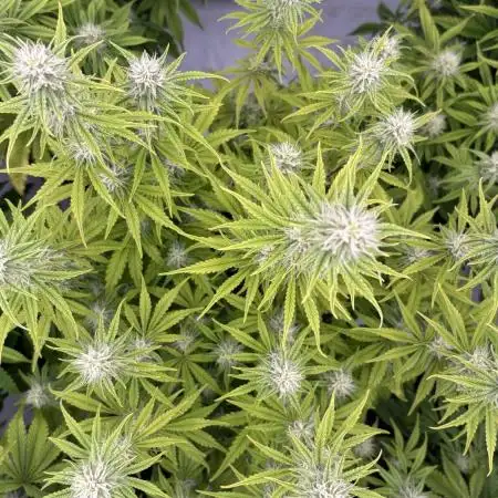 LSD Auto - GanjaFFarMers