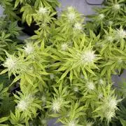 LSD Auto - GanjaFFarMers