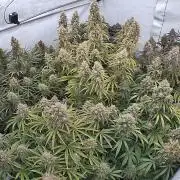LSD Auto - GanjaFFarMers