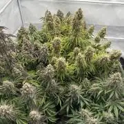 LSD Auto - GanjaFFarMers