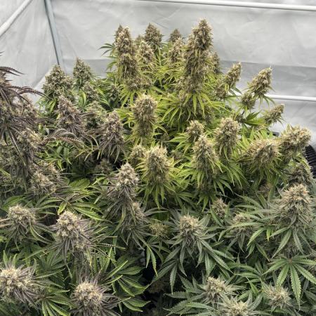 LSD Auto - GanjaFFarMers