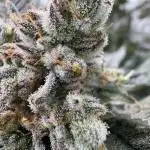 Growbotiq lab