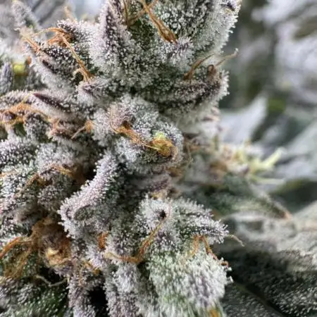 Growbotiq lab