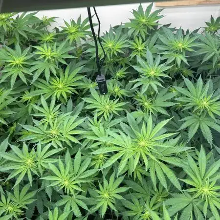 Ice Cream Cake, Beginning Grower