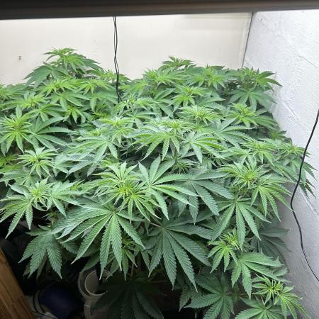 Ice Cream Cake, Beginning Grower