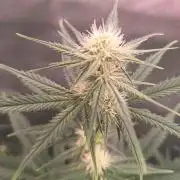 Caramelo Early Version