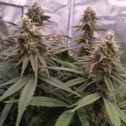 Caramelo Early Version