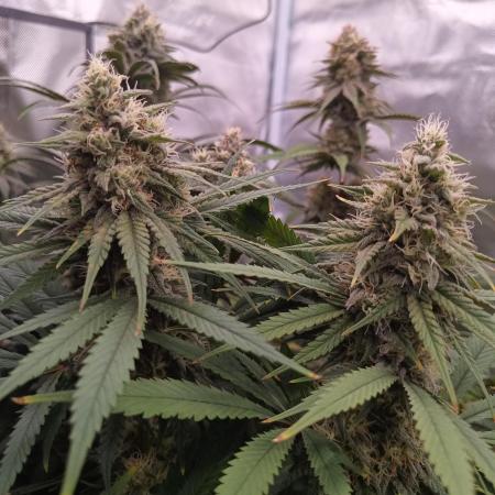 Caramelo Early Version