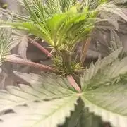 Caramelo Early Version