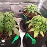 Caramelo Early Version