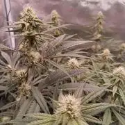 Caramelo Early Version