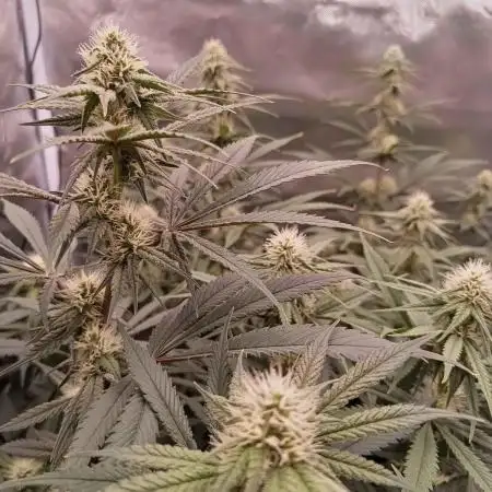 Caramelo Early Version