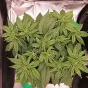 Caramelo Early Version