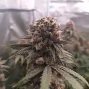 Caramelo Early Version