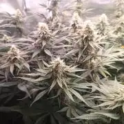 Caramelo Early Version