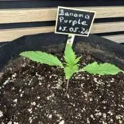 Banana Purple Auto