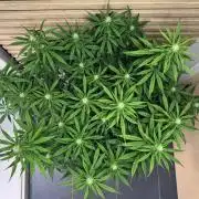 Critical Neville Haze Auto