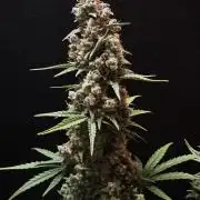 Skywalker OG Auto Indoor