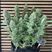 Lemon Cherry Gelato Automatic