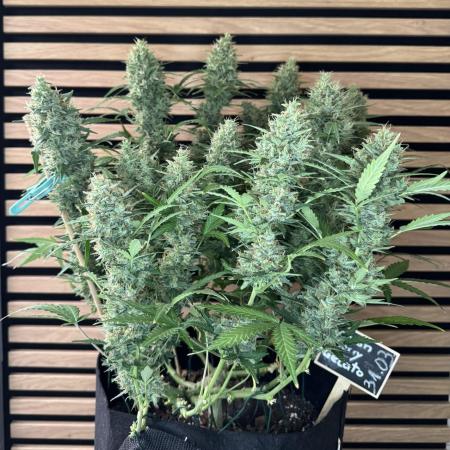 Lemon Cherry Gelato Automatic