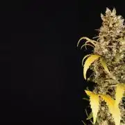 Lemon Cherry Gelato Automatic