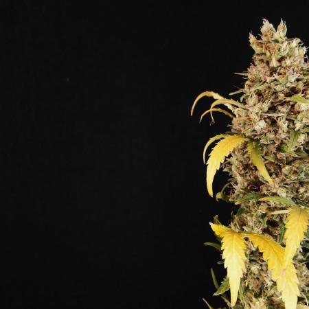 Lemon Cherry Gelato Automatic