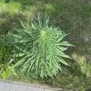 Pink Rozay Auto