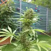 Green Crack F1 Auto