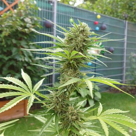 Green Crack F1 Auto