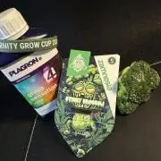 Sticky Broccoli Auto - Eternity Cup 2026