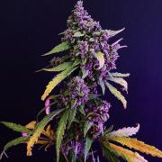Banana Purple Punch Auto RF3