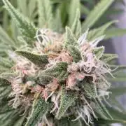 Cinderella Jack (Auto)