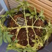 Kush Mint Auto - Super Strains