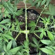 Kush Mint Auto - Super Strains