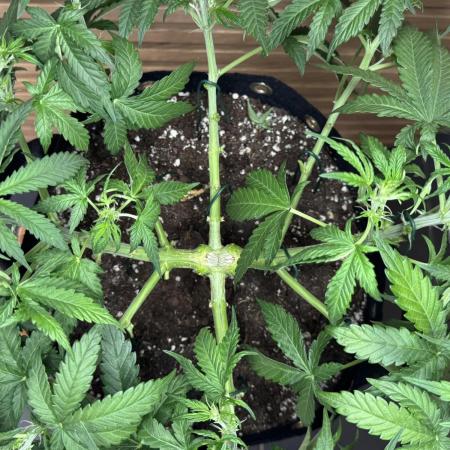 Kush Mints Auto - Super Strains