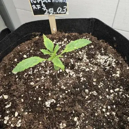 Banana Purple Punch Auto RF3