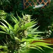 Banana Purple Auto