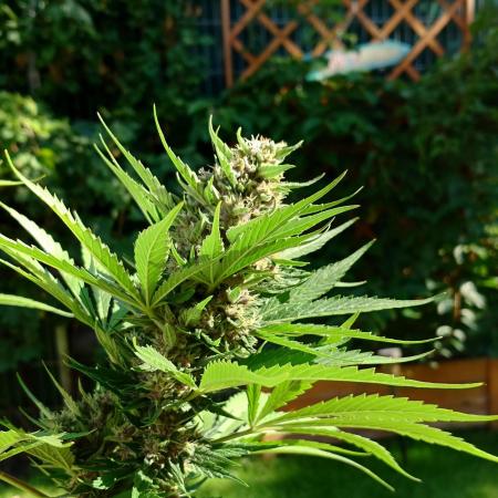 Banana Purple Auto