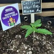 Critical Neville Haze Auto