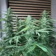 Critical Neville Haze Auto