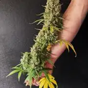 Sticky Broccoli Auto - Eternity Cup 2026