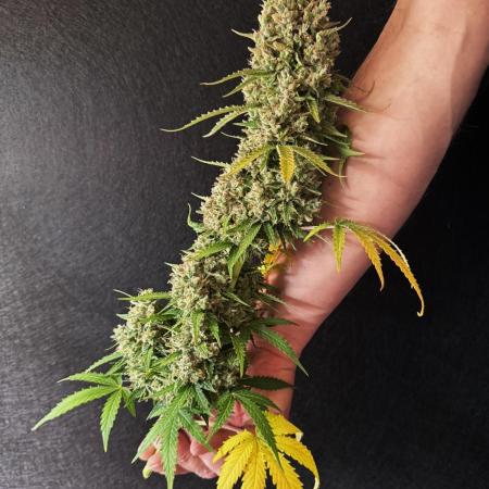 Sticky Broccoli Auto - Eternity Cup 2026